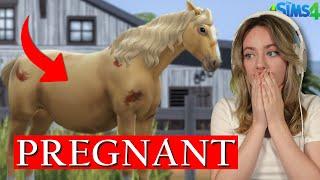 WE RESCUED A PREGNANT MARE (Heartbreaking) - Sims 4 Horse Rescue | Pinehaven