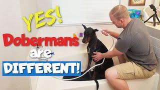 STOP Bathing Your Doberman Like Every Other Dog!