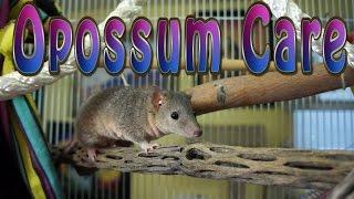 Opossum Care - Requested