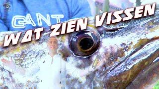 Wat zien vissen? - Roofvissen