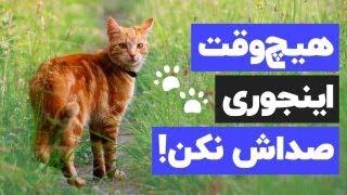 چطوری گربه رو صدا کنم که جواب بده؟ به همراه راهنمای نحوه انتخاب اسم برای گربه