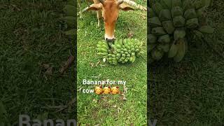 feeding banana for my cow #goodvibes #shortvideo #gutlaychannel