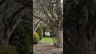 Quarantine Studies - The Angry Squirrel