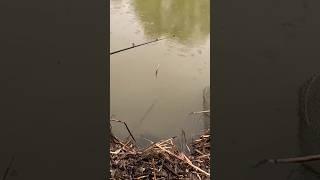 Рыбаки- Охотники  оценят . #shorts2025#fishing#весна2025#астрахань#рыбалка#охота#shorts#оценка#лайк