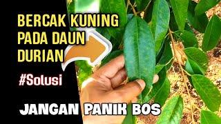 PENTING Daun Pohon Durian Bercak Kuning