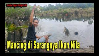 SABC#37 Dewa Mancing Keseruan mancing bareng pak Wono dan Ridwan mancing auto strike nila babon