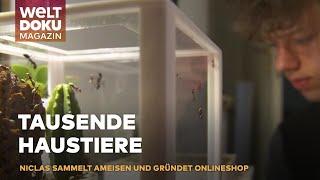 KRABBELNDES HOBBY: AMEISEN! Sammler verwandelt Leidenschaft in blühenden Online-Handel