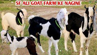 Full Quality Wale Kid’s Malwa Kota At SF Ali Goat Farm