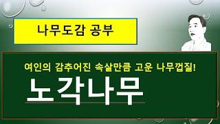 노각나무는 어떤 나무일까? : 여름에 피는 겨울 동백꽃