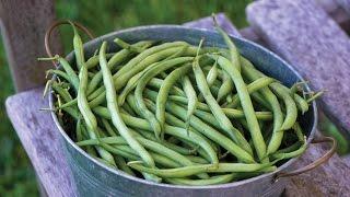 Quick Start Gardening Guide: How to Grow Pole and Bush Beans