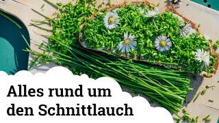 Der Schnittlauch | Die wichtigsten Tipps zum Pflanzen, Vermehren, Pflegen und Ernten 