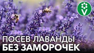 ЛАВАНДА ВСХОДИТ ЩЕТКОЙ! Самая полная инструкция по выращиванию лаванды из семян