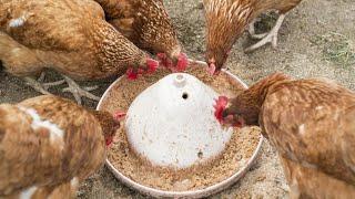 Feeding layer poultry for maximum egg production || Layer feed formulation basics to master