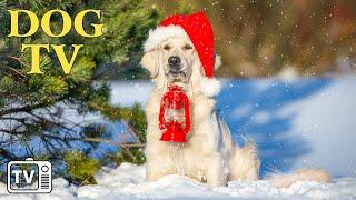 Soothe Anxiety with Christmas Music for DogTV for Dog To watch & Anti-Anxiety with Video for Dogs