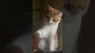 Почему котики будят своих хозяев рано по-утрам? #котикиприколы