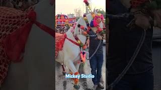  Horse Dance#trending#viral#dance#animals