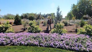 Still Planting in 100+ Degree Heat!  Beautiful Purple Blooming Plants!  // Garden Answer