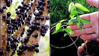 Growing Jabuticaba (Brazilian Tree Grape) from Seed | 0 - 150 Days