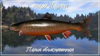 Палия обыкновенная - озеро Куори - РР4┃maXS1k