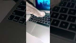 Do not buy this keyboard!!!!! #cat#fyp#viral#shorts#electric #computer#apple#macbook #trending