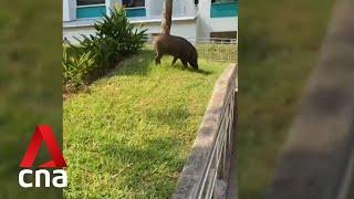 Bukit Panjang residents take extra precautions after second wild boar attack in two months