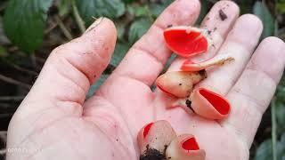 Mushroom Foraging - Hunting for the SCARLET ELF CUP - How to find it and where - WOODLANDS Bristol