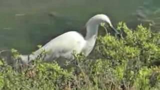 The Bolsa Chica Land Trust