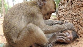 Baby Monkey Hungry Food | Baby playing with friends