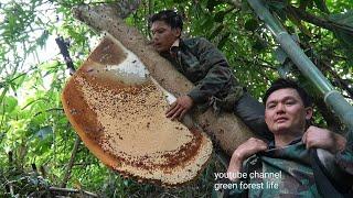Amazing catch giant honey bee on the tree for food. Robert | Green forest life