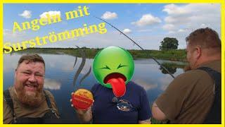 Angeln am Fluss mit Surströmming fängt das Aal und Wels?