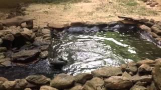 River otters play at Dauset Trails Nature Center