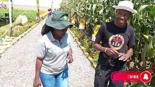 Drought resistant maize variety in kenya