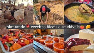 Rotina da manhã plantando as mudas de | molho de tomate caseiro| queijo fresquinho | almoço