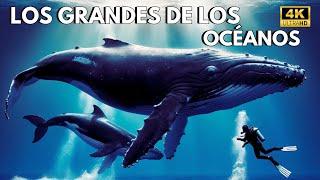 VIDA MARINA | Los Animales Más Grandes de los Océanos | DOCUMENTAL DE ANIMALES