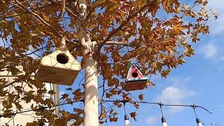 Making a Bird Nest with Old Fruit Crate Panels | Recycling Projects