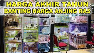 Harga Anjing Ras Akhir Tahun Di Jakarta - Semua Diobral !!!