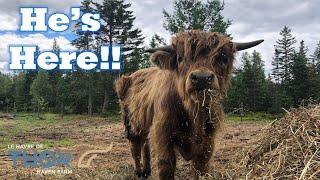 Highland Bull Joins Our Homestead