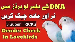 Gender of love birds | love bird male female difference without DNA