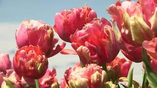 Menton Unique - Tulip    vdqbulbs.com.au