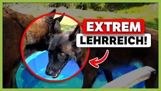 HUNDEKONFLIKT verstehen ► So kannst du deinen Hund besser erziehen!