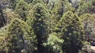 Discover the Bunya Mountains