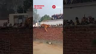 Pilibhit: Tiger Soaks In The Winter Sun In Gurudwara