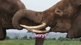 Противостояние мощи и интеллекта #слонЛев #животные