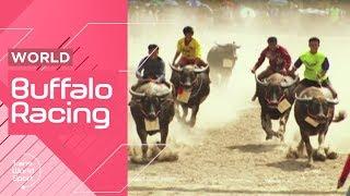 Thailand's Chonburi Buffalo Racing! | Trans World Sport