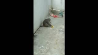 Monkey Steals Amazing The Banana and eat/Caught In Camera