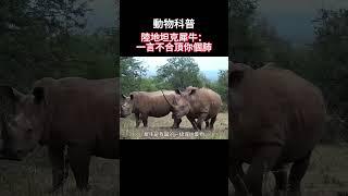 【动物科普】陆地坦克犀牛，一言不合就顶你个肺！