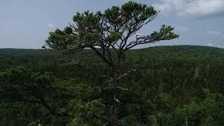 Gros-Pin (pin blanc de 40m de haut) Parc régional du Haut-Pays de Kamouraska, avec Biopterre