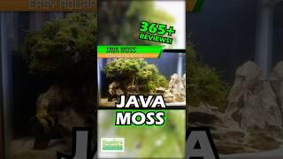 ALL CUSTOMER TANKS! JAVA MOSS -SUPER EASY LOW LIGHT AQUARIUM PLANT For Sale!