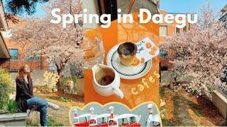 a few days of my life in spring in korea VLOG  cherry blossoms, bakeries, and cafes in daegu 2022