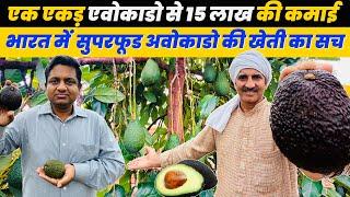 America का फल बदलेगा किसानों की किस्मत  Butter Fruit Farming Hass Avocado in India 